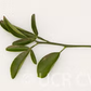 Carrizo Citrange Trifoliate Hybrid Budwood citrus plant material online shopping