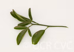 Carrizo Citrange Trifoliate Hybrid Budwood citrus plant material online shopping