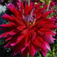 Shockwave Dahlia