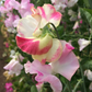 Bix Sweet Pea seeds online shopping