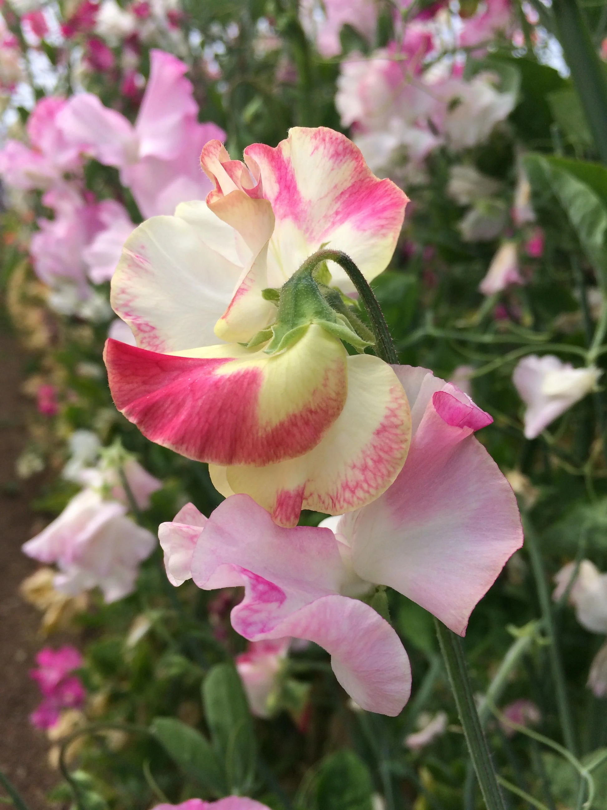 Bix Sweet Pea seeds online shopping