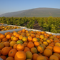 Seville Sour Orange Plant citrus plant material online shopping