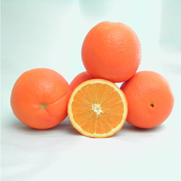 T.I. Zimmerman Navel Orange Budwood citrus plant material online shopping