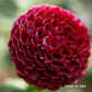 Chick A Dee Dahlia