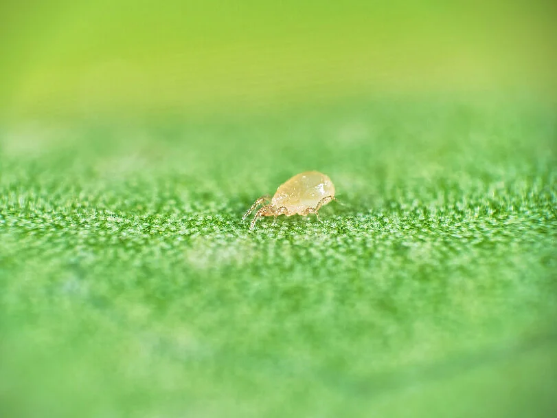 Thripex Predatory Mite