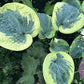 Victory Lap Hosta Plants online shopping