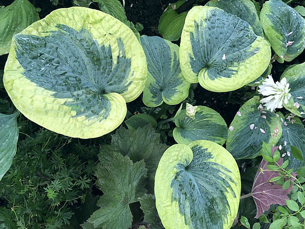 Victory Lap Hosta Plants online shopping