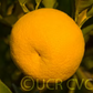 Sudachi Ichandrin Papeda Hybrid Budwood citrus plant material online shopping