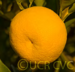 Sudachi Ichandrin Papeda Hybrid Budwood citrus plant material online shopping