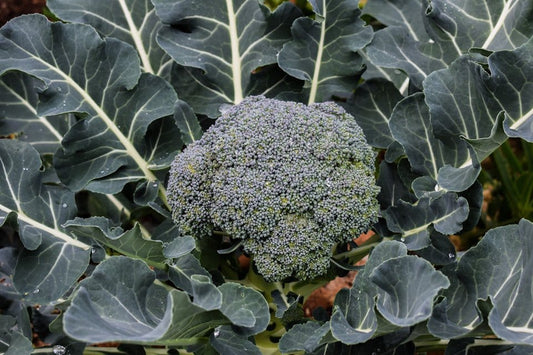Waltham 29 Organic Seeds online shopping