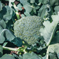 Di Cicco Organic Broccoli