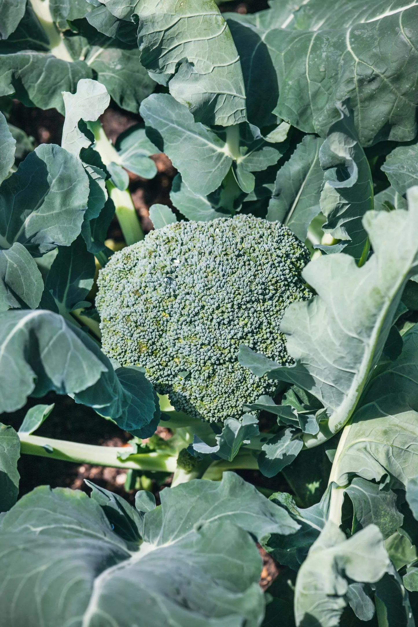 Di Cicco Organic Broccoli