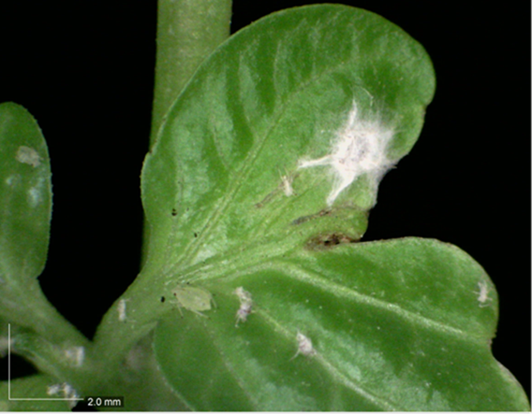 Aphids on vegetable crops sporulated by Mycotal - with white Lecanicillium muscarium mycelia covering the aphids. Under relatively high humidity these white ‘cotton balls’ can be observed.