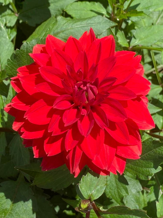 Cherry Drop Dahlia