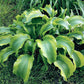 Monkey Business Hosta Plants online shopping