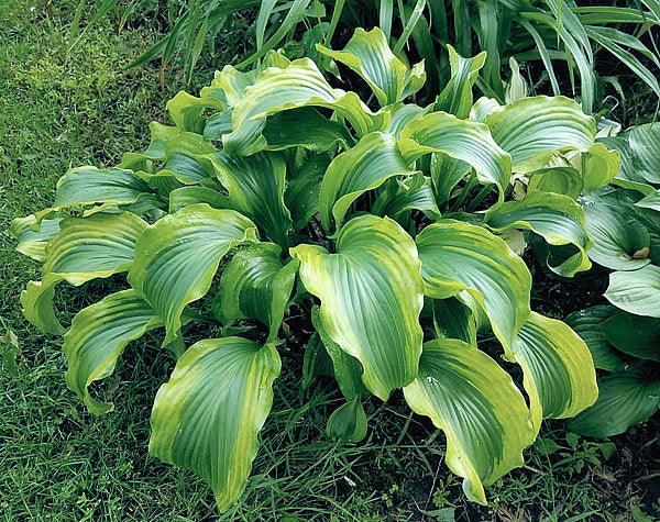Monkey Business Hosta Plants online shopping