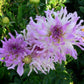Bold Accent Dahlia