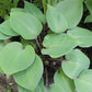 Red Sox Hosta Plants online shopping