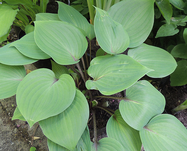 Red Sox Hosta Plants online shopping