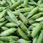 Alaska Shelling Pea