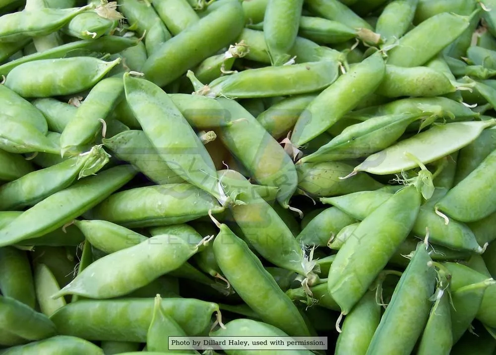 Alaska Shelling Pea