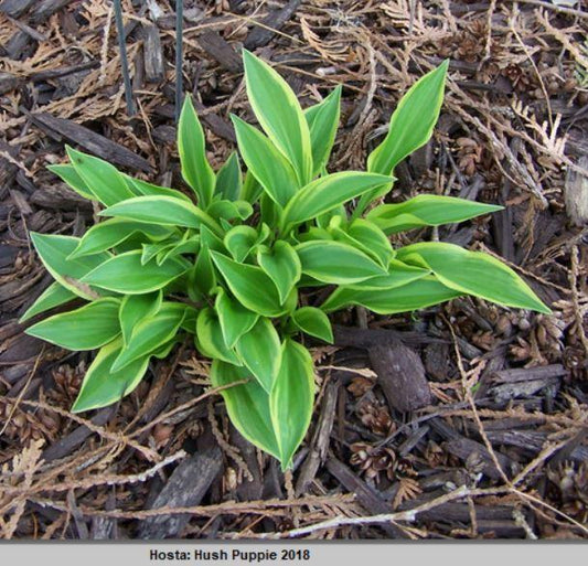 Hush Puppie Hosta