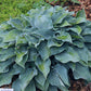 Flemish Sky Hosta Plants online shopping