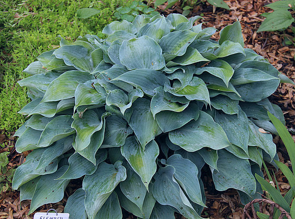 Flemish Sky Hosta Plants online shopping