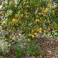 Verna Lemon Budwood citrus plant material online shopping