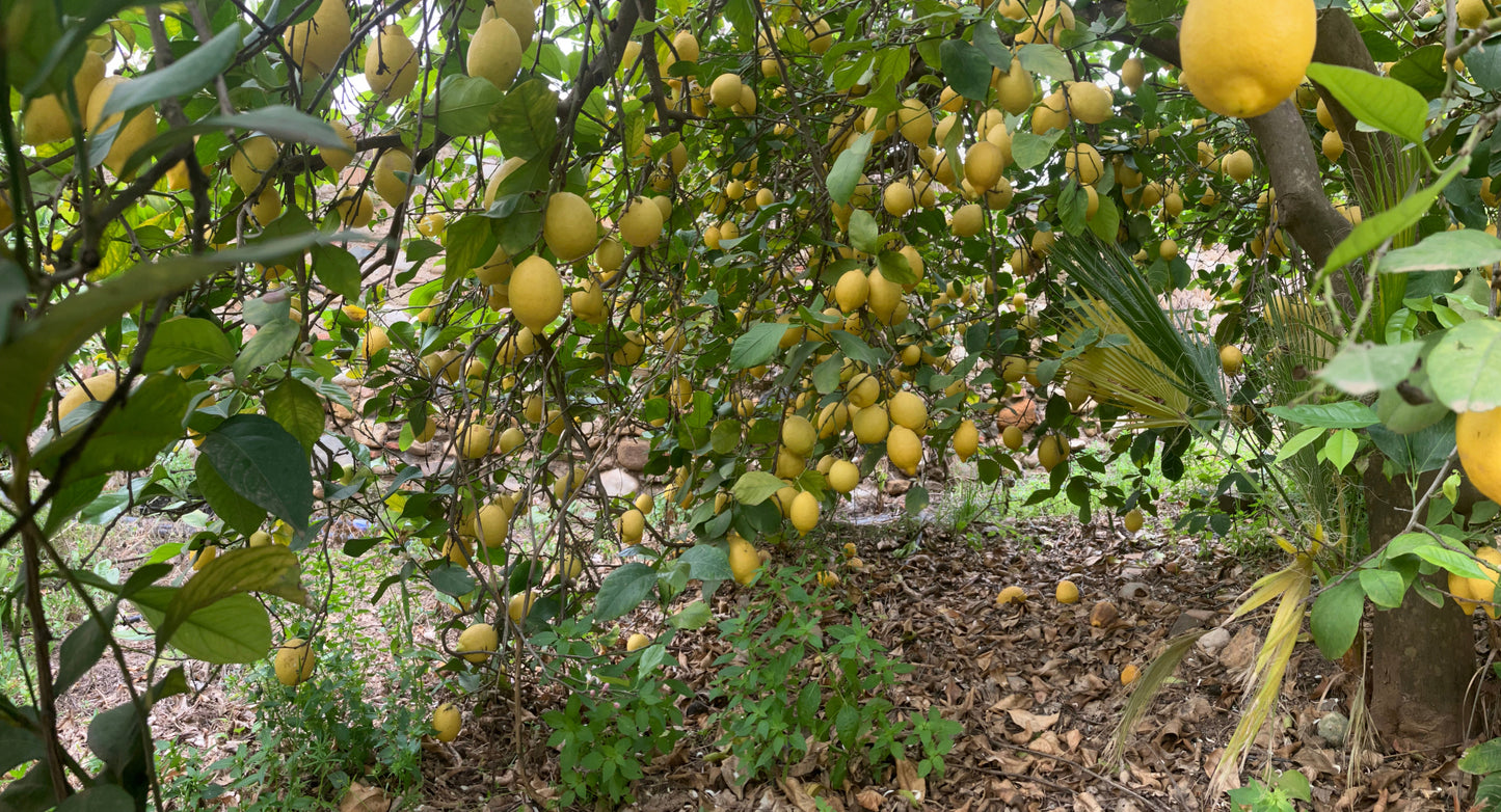 Verna Lemon Budwood citrus plant material online shopping