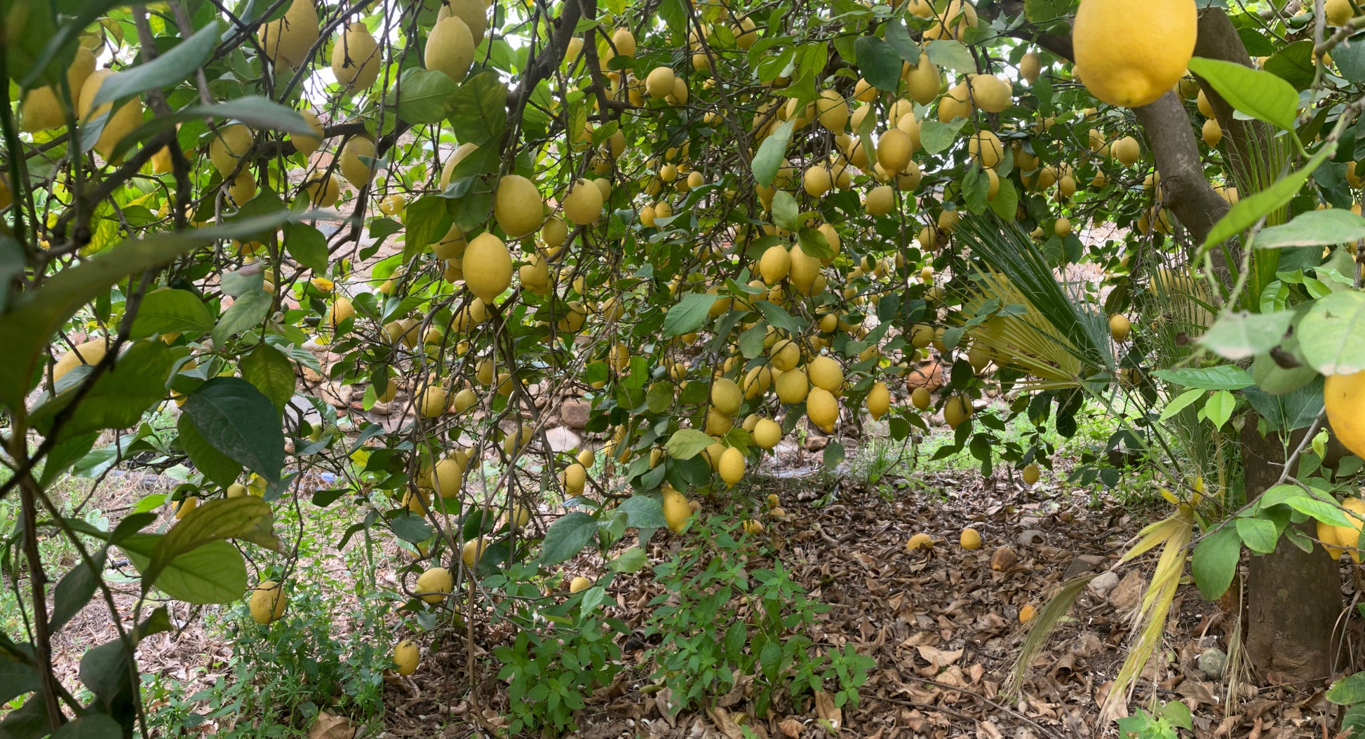 Verna Lemon Budwood citrus plant material online shopping