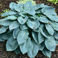 Tarheel Blue Hosta Plants online shopping