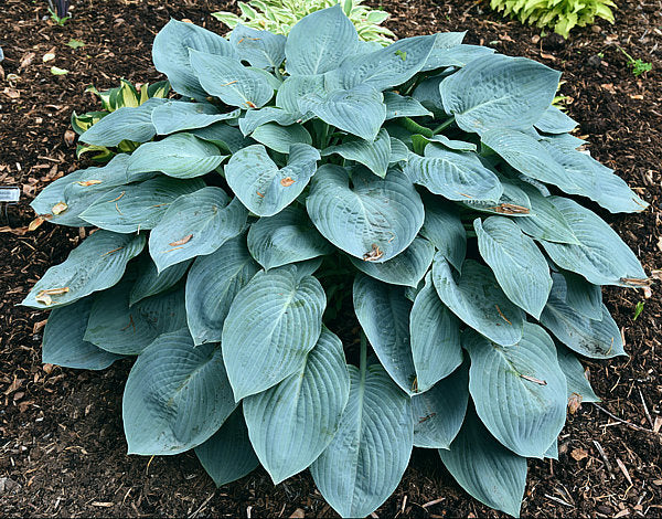 Tarheel Blue Hosta Plants online shopping