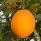 Boukhobza Blood Orange Budwood citrus plant material online shopping