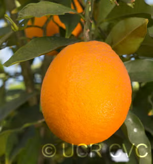 Boukhobza Blood Orange Budwood citrus plant material online shopping
