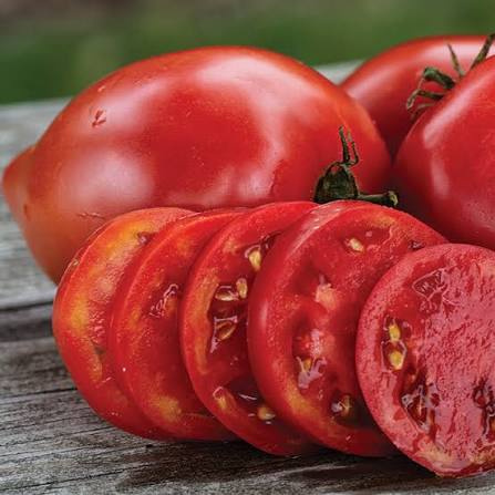 Rugby Tomato