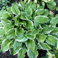 Sugar and Spice Hosta Plants online shopping