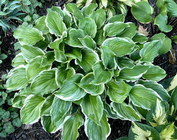 Sugar and Spice Hosta Plants online shopping