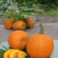 Small Sugar Pumpkin Seeds online shopping