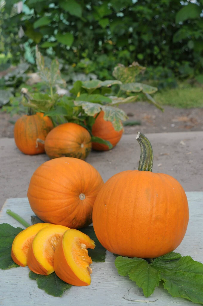 Small Sugar Pumpkin Seeds online shopping
