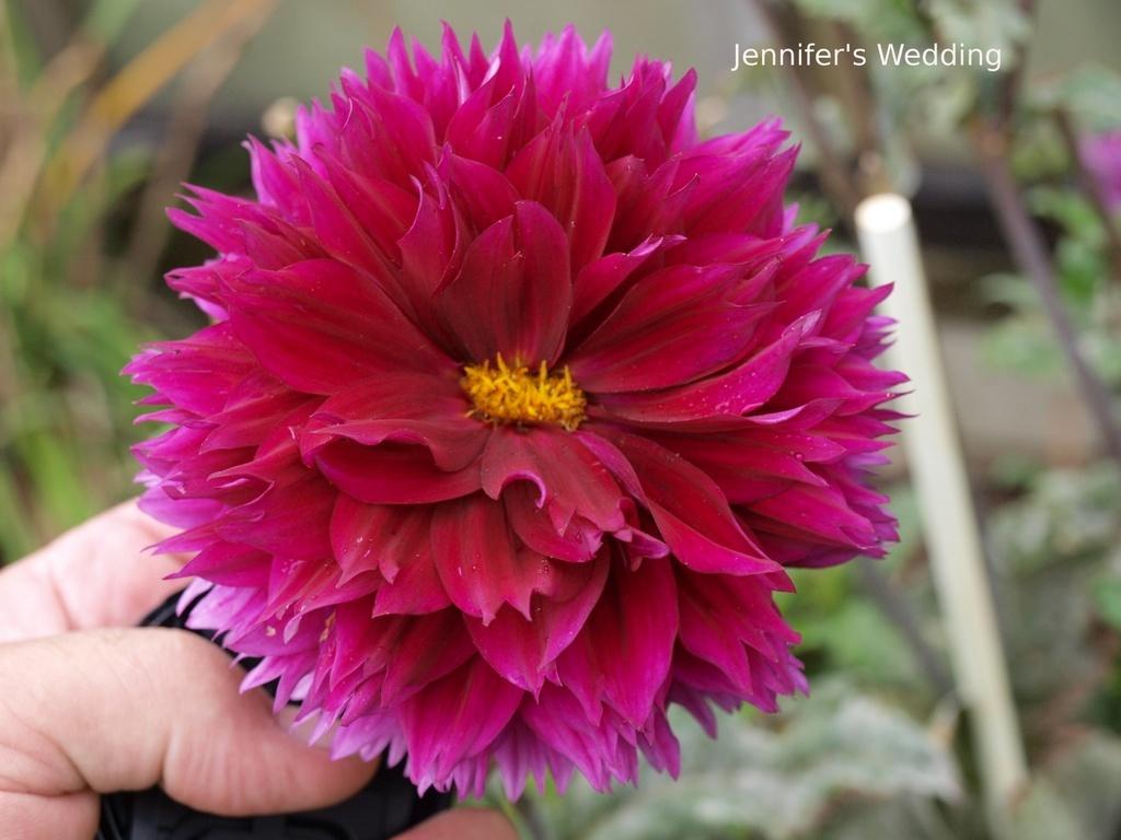 Jennifer’s Wedding Dahlia