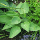 Silver Moon Hosta Plants online shopping