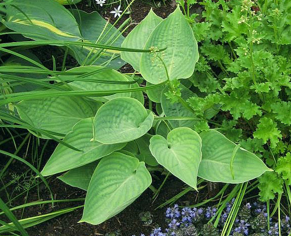 Silver Moon Hosta Plants online shopping