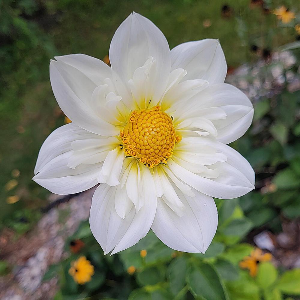 Cherubino Dahlia