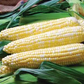 Enchanted F1 Corn