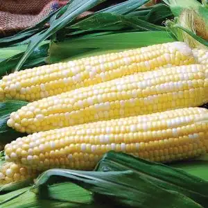 Enchanted F1 Corn