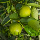Bearss Lime Budwood citrus plant material online shopping