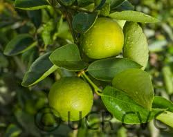 Bearss Lime Budwood citrus plant material online shopping