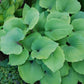 Paradise Red Delight Hosta Plants online shopping