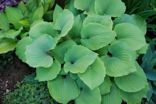 Paradise Red Delight Hosta Plants online shopping